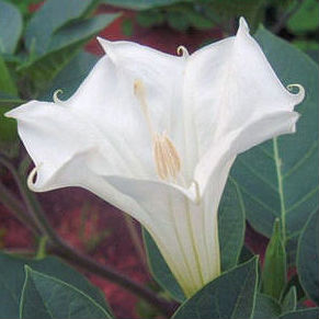 Datura Inoxia \'White Devils Trumpet\' 5 Seeds
